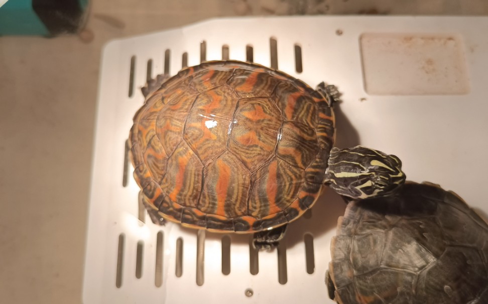 火焰龟喂食记录「下次更新墨蛋开箱视频」