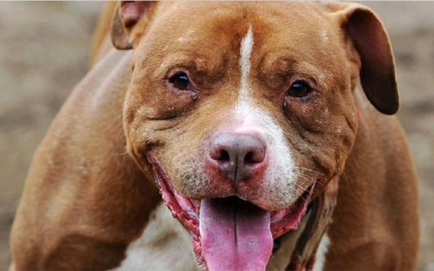 世界最凶猛的5种狗,藏獒都只能屈居第二_哔哩哔哩_bilibili