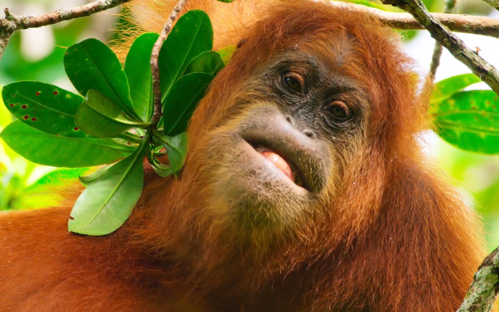 红毛猩猩宝宝需要十年精心照料!宝妈自然要微笑面对