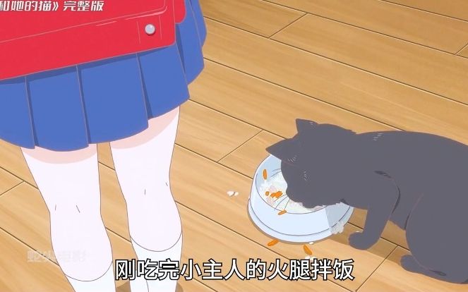 她和她的猫，为了女孩一句话，黑猫改变颜色再转世，只愿做猫和她相遇