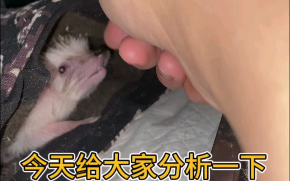 如果你不知道你的小刺猬怀孕了吗?可以从这里观察一下