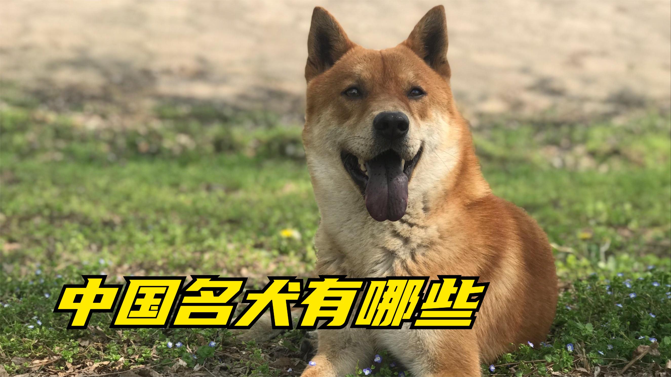 中国名犬排名前100图图片