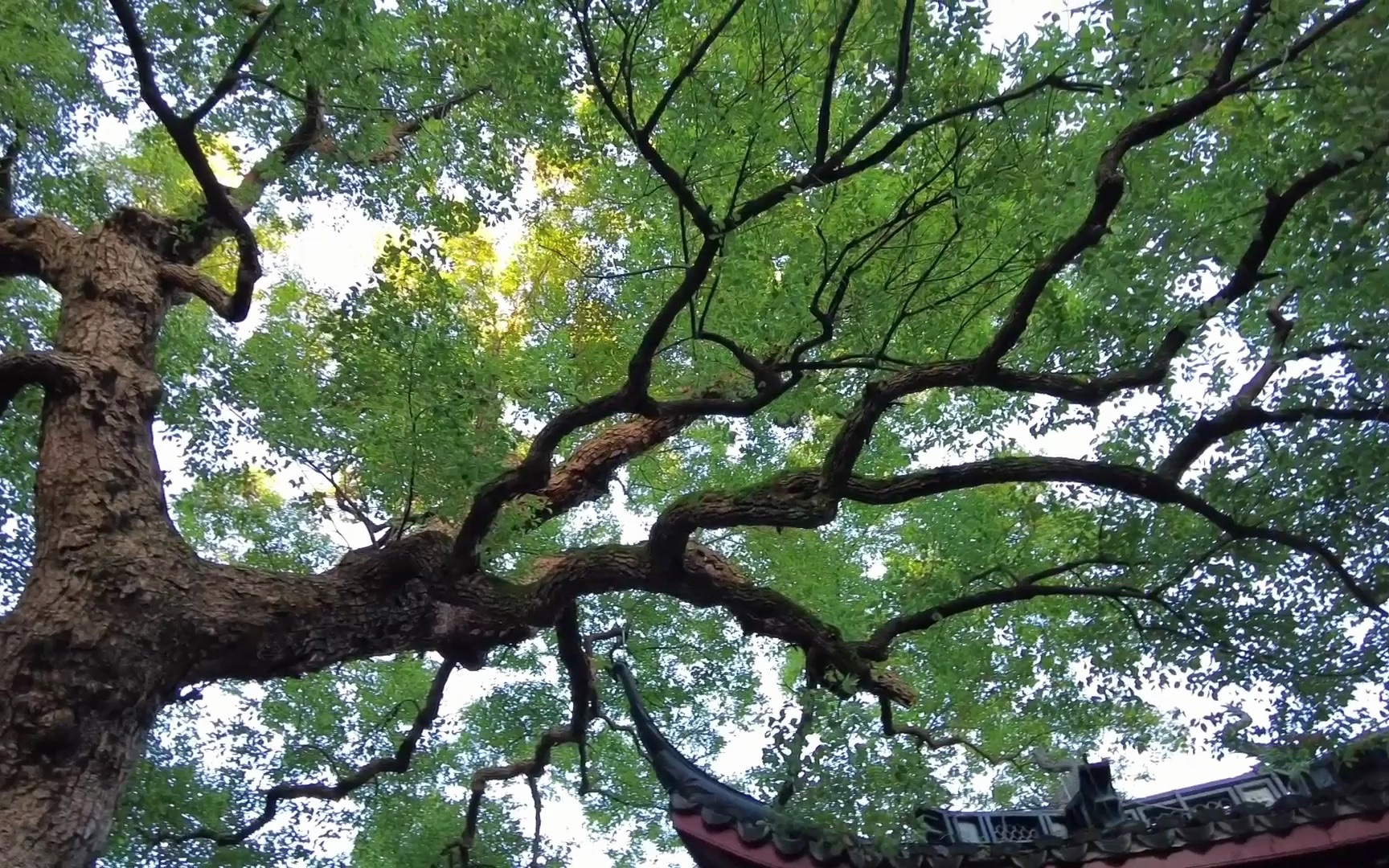 48《吴山古树》