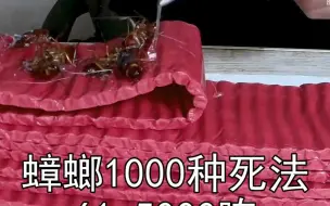 下载视频: 大制作：用500只蟑螂 pk 5000响的一串鞭炮，蟑螂能撑下来吗？