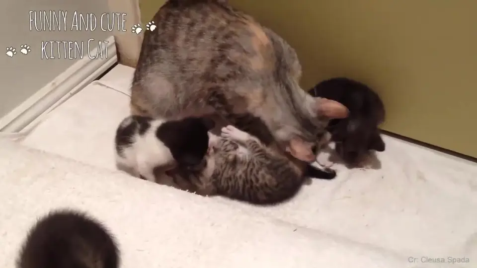 Funny kittens try not to online laugh