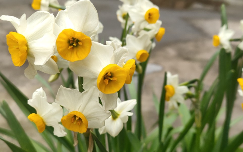 金盏银台/narcissus tazetta var. chinensis_哔哩哔哩_bilibili