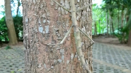 [图]非常稀奇珍贵的竹节虫