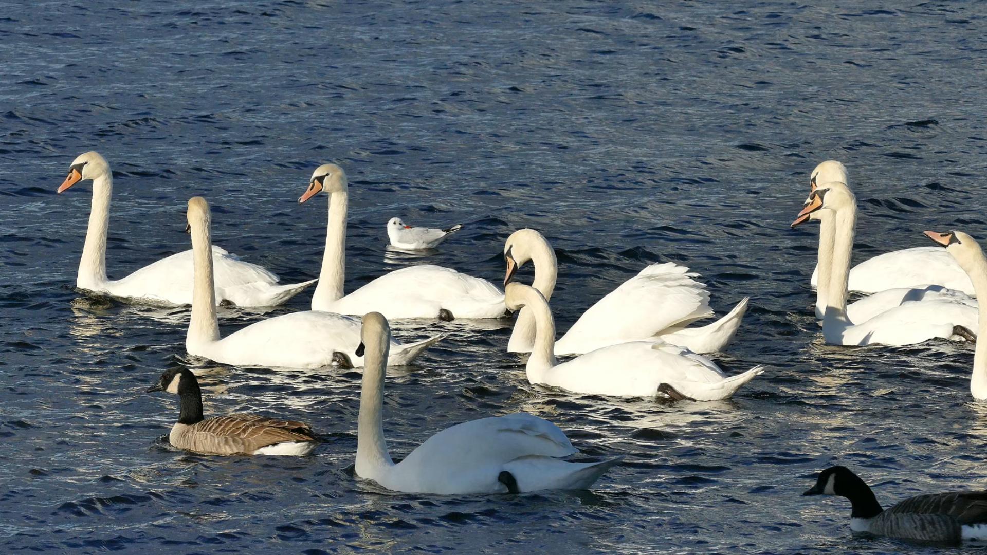 【音乐分享无损音质】luis fonsi - despacito ft. daddy yankee