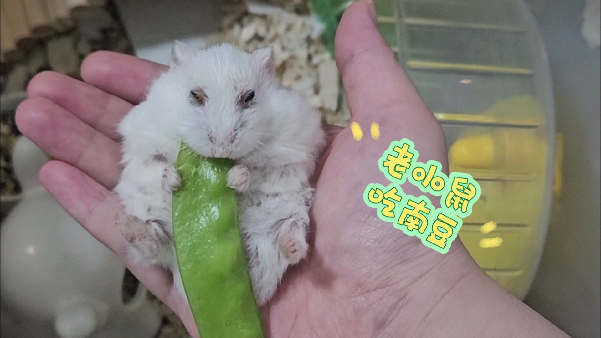 老阿鼠怒吃南豆条