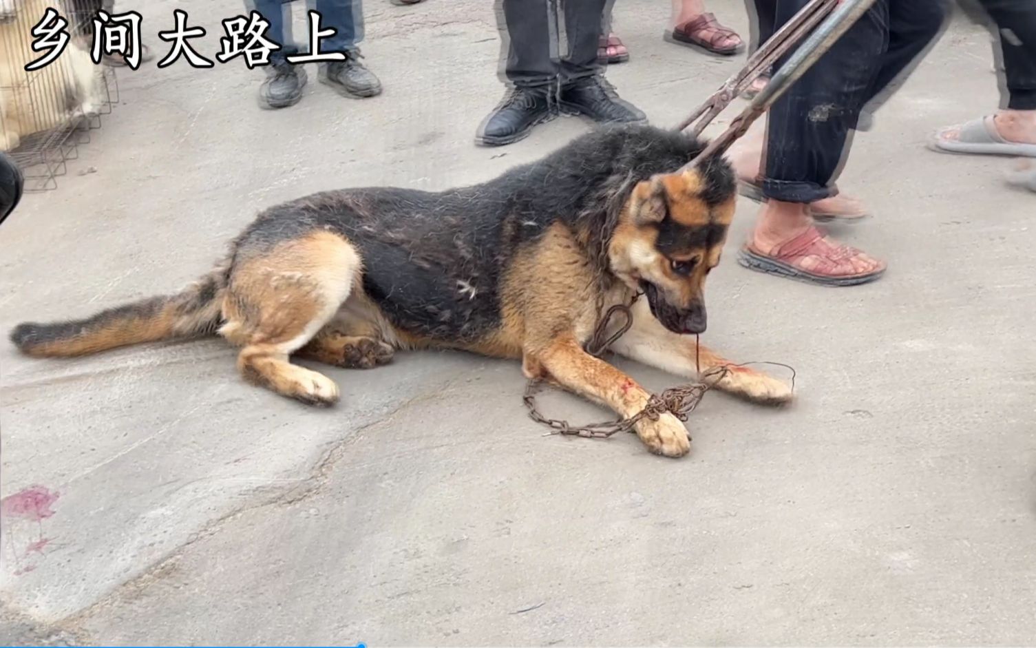 制服恶狗用铁夹子图片