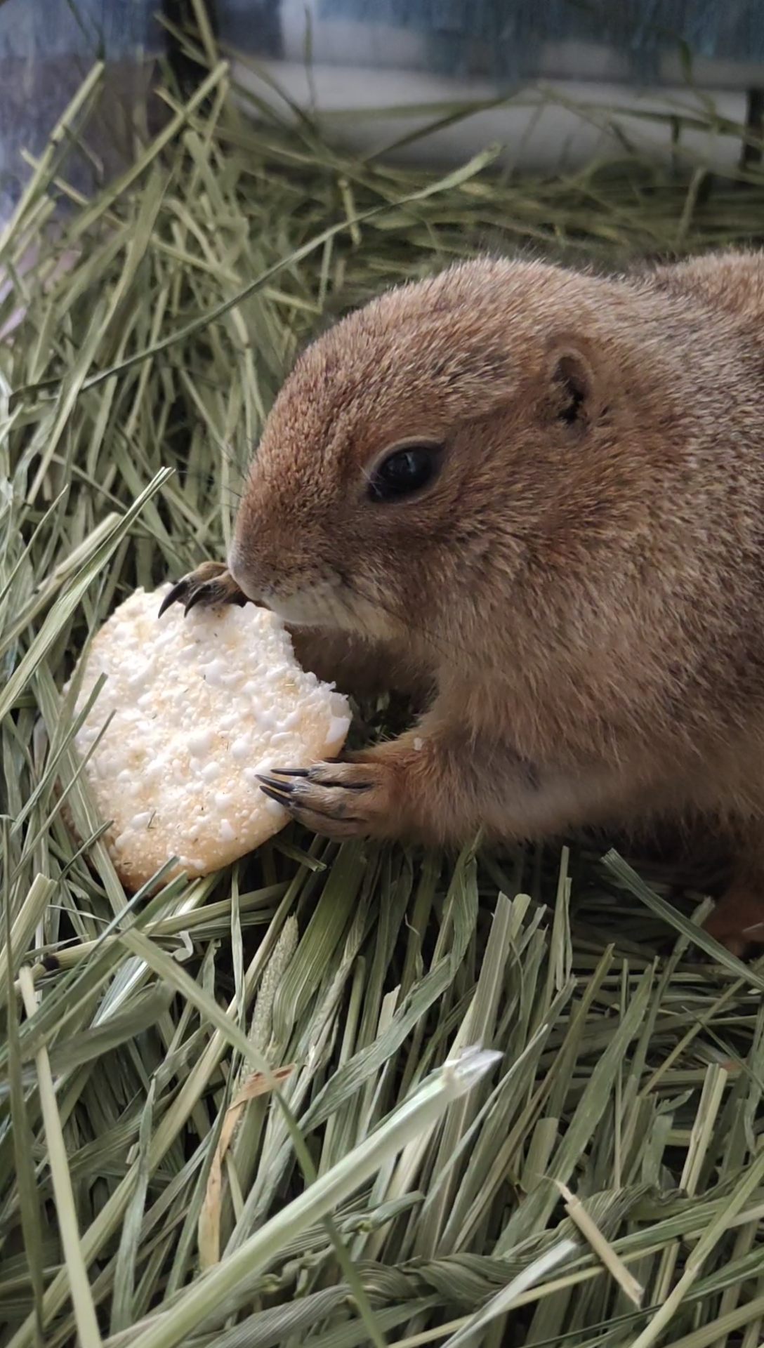 土拨鼠吃雪饼嘎嘣脆