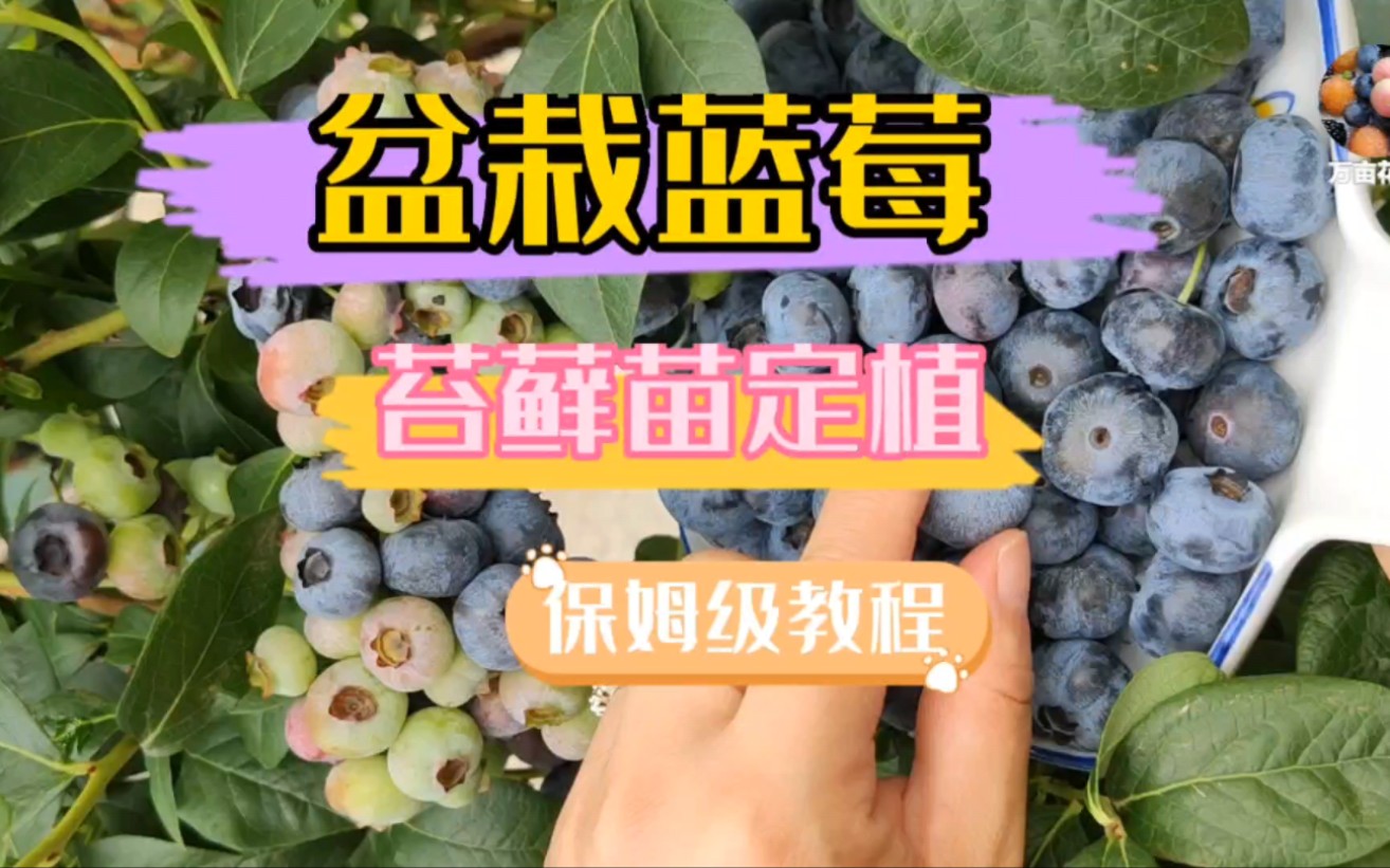 [图]盆栽蓝莓苔藓苗，新手都能种活种好的几种方法