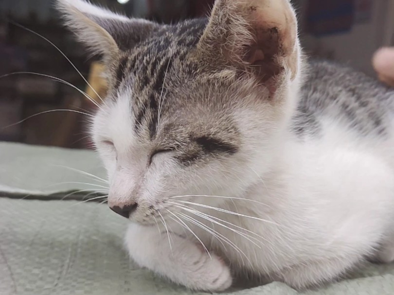 小奶猫的日常‖惬意的周末,欣赏小奶猫的安静时光,陶冶浮躁心情(18