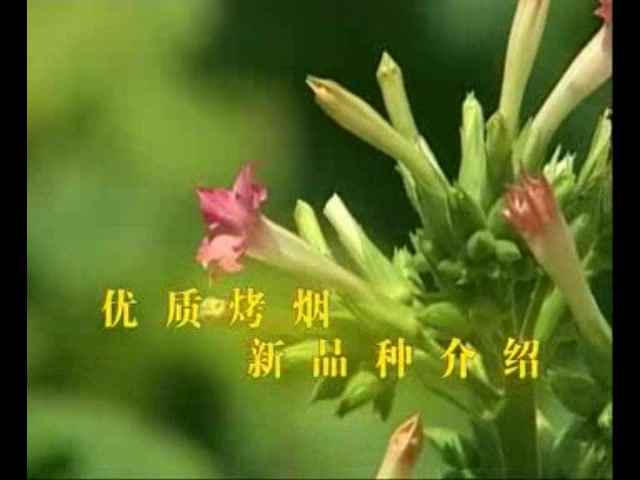 烤烟种植技术视频(烤烟种植收益)高产烤烟栽培技术哔哩哔哩bilibili