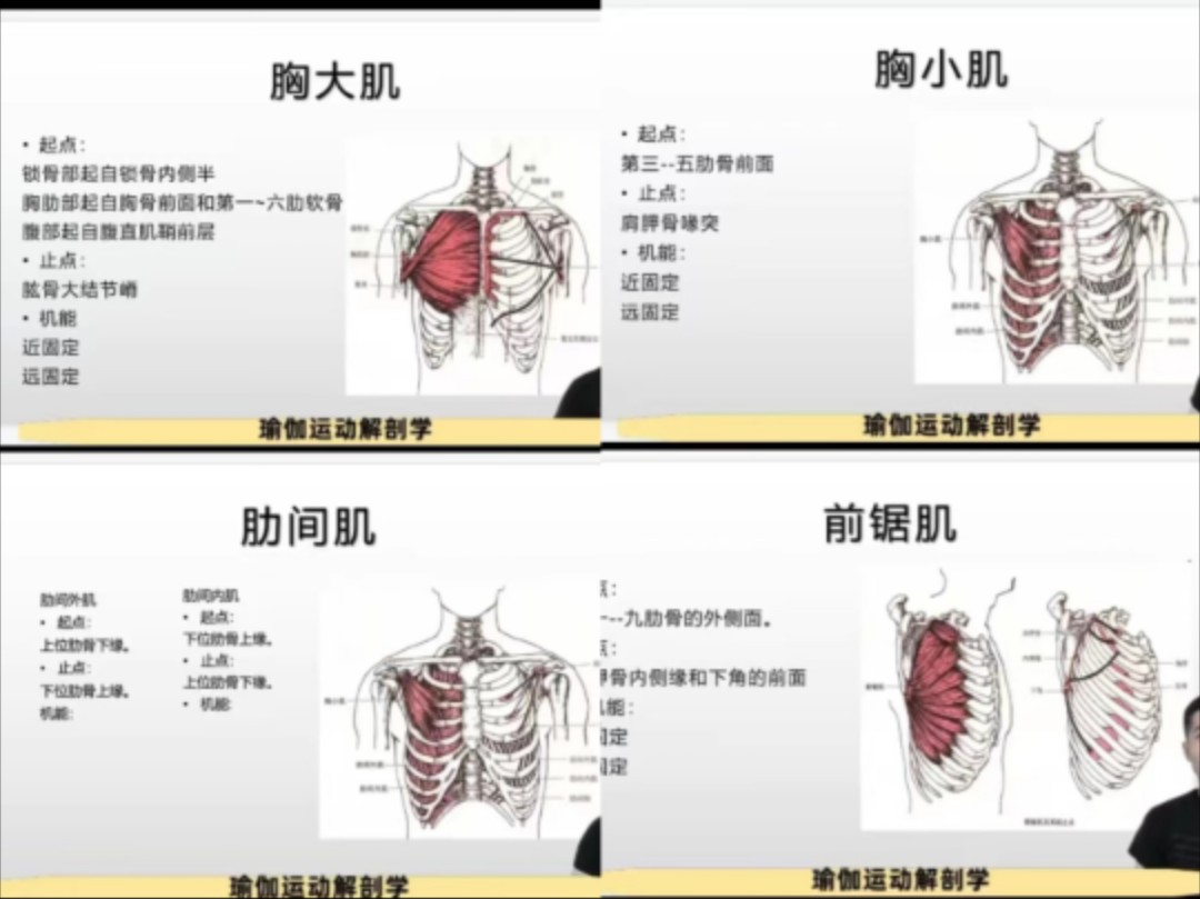 [图]【42分钟学完4块肌肉】清晰明了，一学就会。每一位瑜伽老师最重要的必修课：瑜伽运动解剖系统教培开课啦！第十二节胸大肌+胸小肌+前锯肌+肋间肌