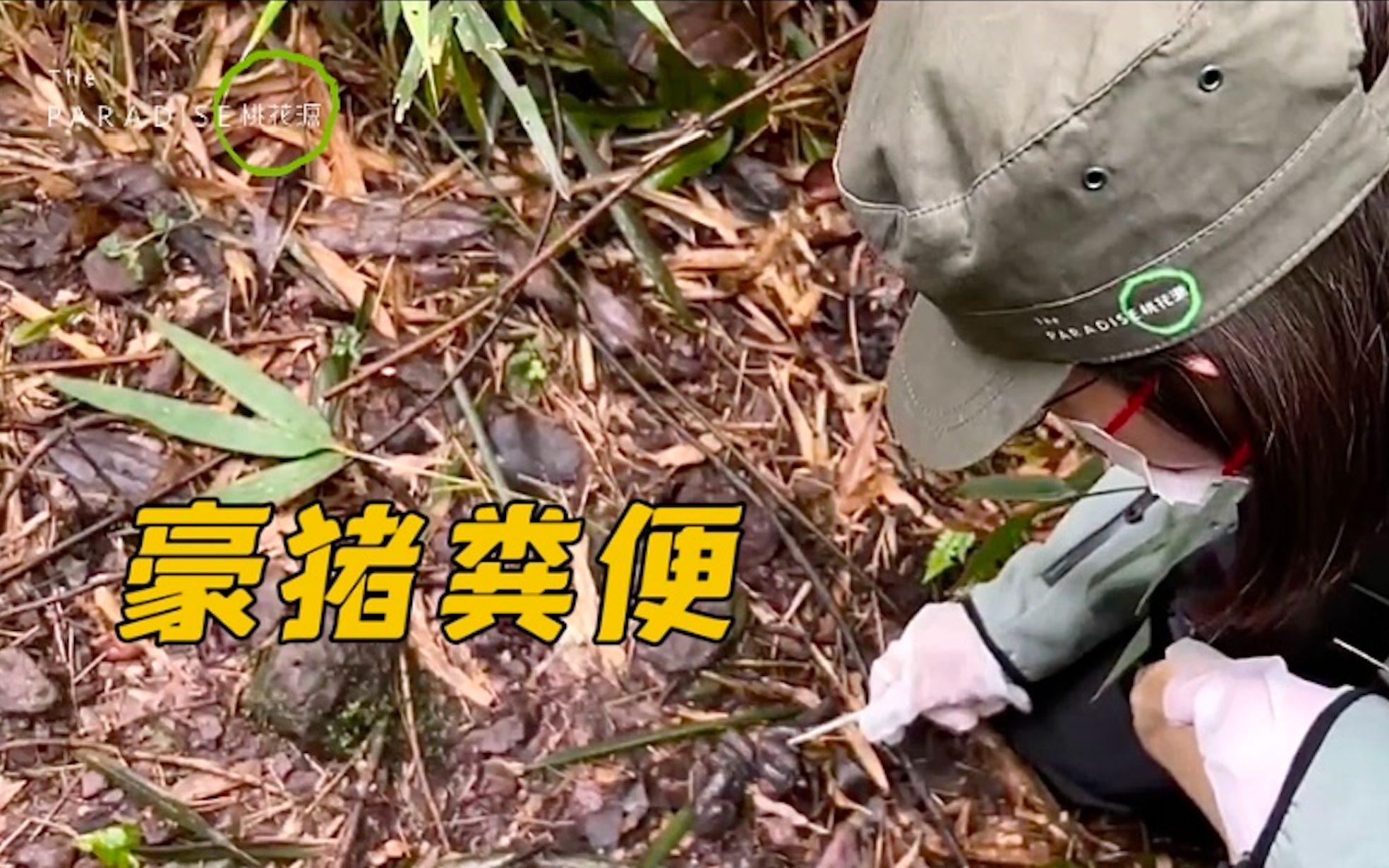 你知道如何辨别野生豪猪粪便吗?它们有什么特别的生活习性?