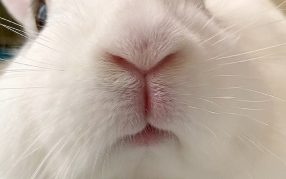 嘴唇缺陷兔子嘴图片图片