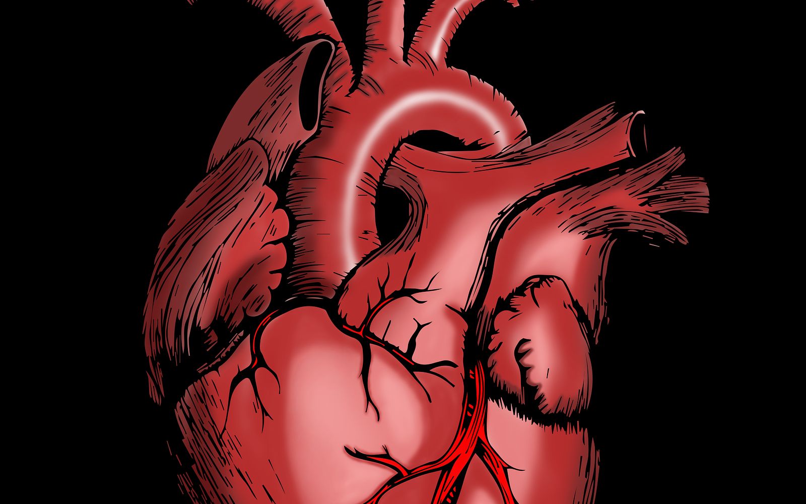 心脏射血动画图片