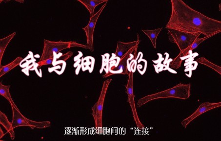 《我与细胞的故事》——MC3T3E1哔哩哔哩bilibili