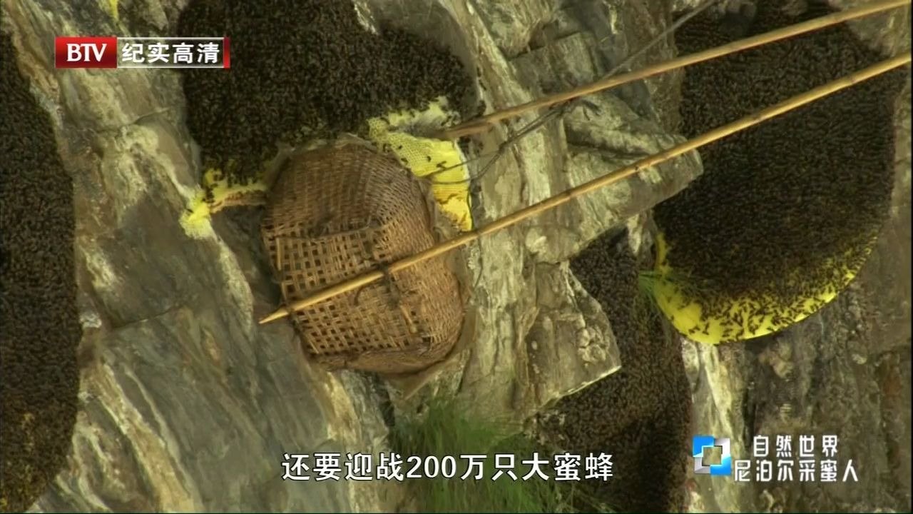 中文字幕《尼泊尔采蜜人 Honey Hunting In Nepal》哔哩哔哩bilibili