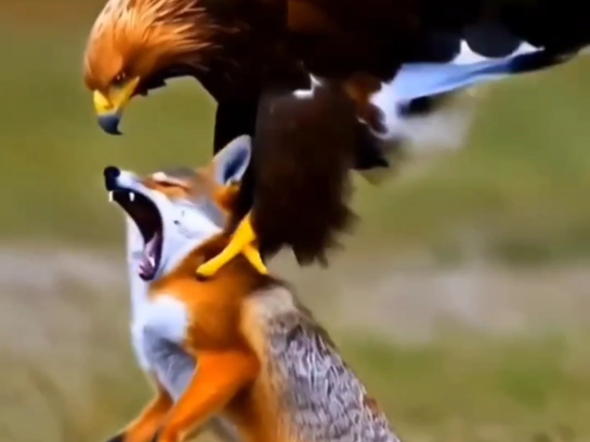 老鹰抓猎物的名场面,太震撼了