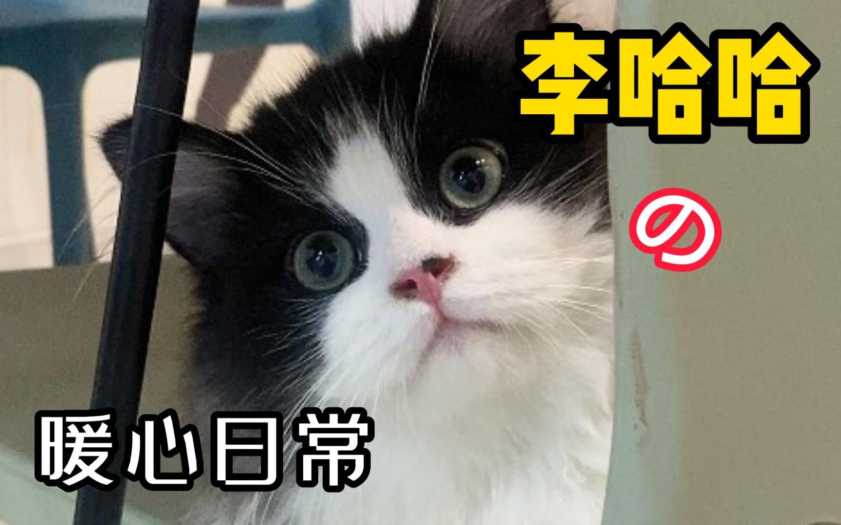 [图]小猫咪总会用自己的方式去爱你~