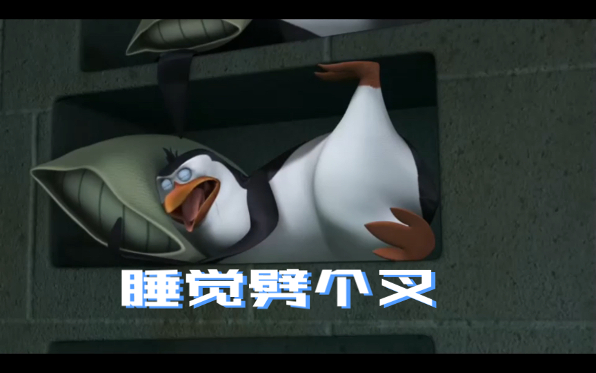 马达加斯加的企鹅随时随地都能睡的rico这睡眠质量我慕了