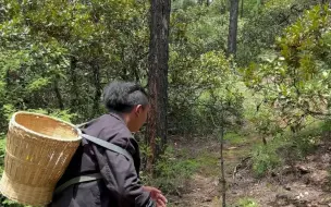 Скачать видео: 跟我看看，今天去山上能捡到松茸吗