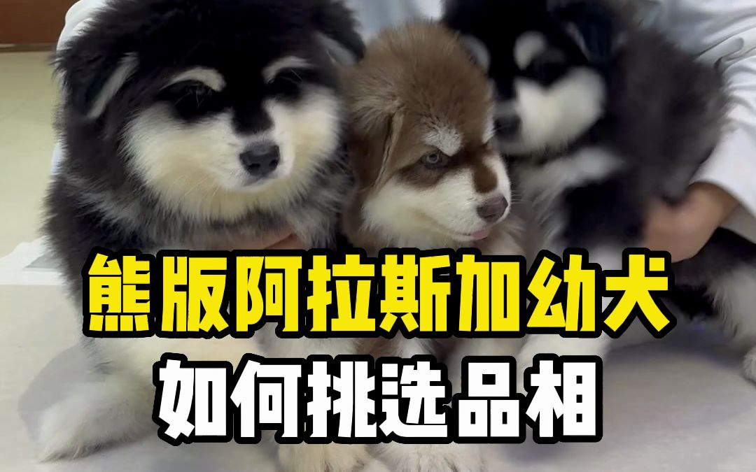 阿拉斯加幼犬怎么挑选?十字脸的阿拉斯加幼崽怎么选?看完这期视频你就明白了.哔哩哔哩bilibili