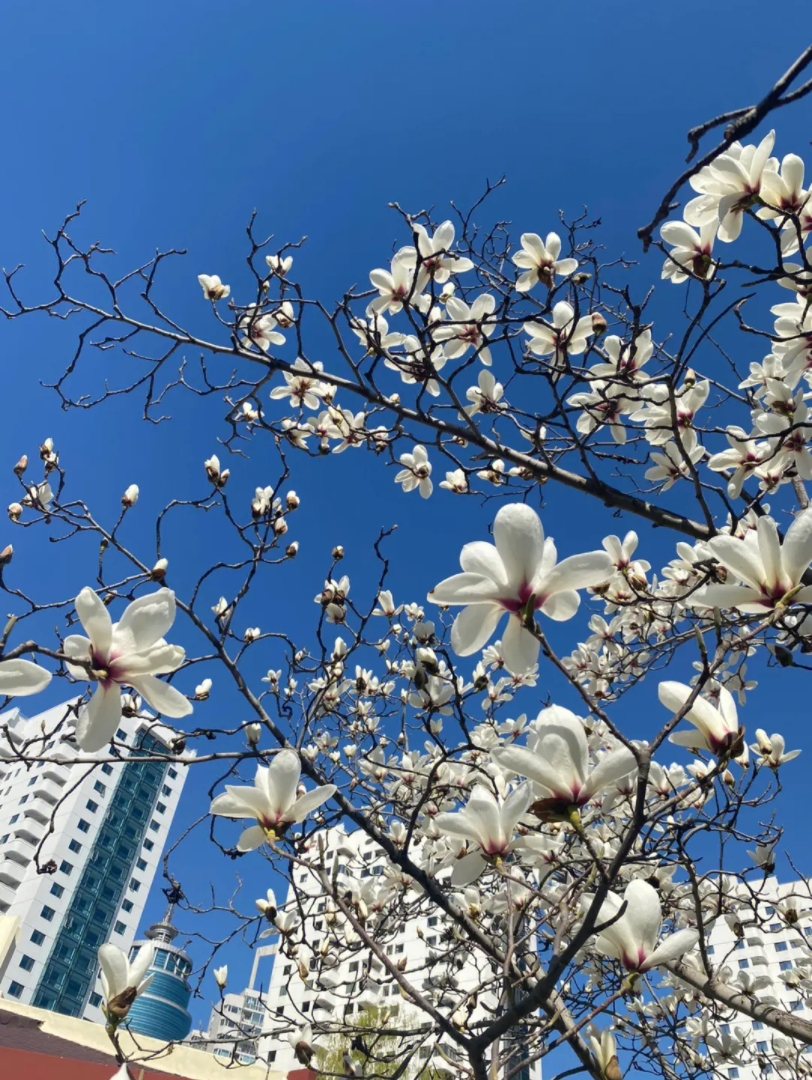 春天小区白桃花1