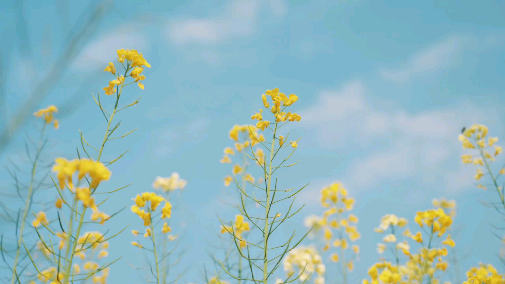 [图]《扬州慢》——姜夔选自——《白石道人歌曲》