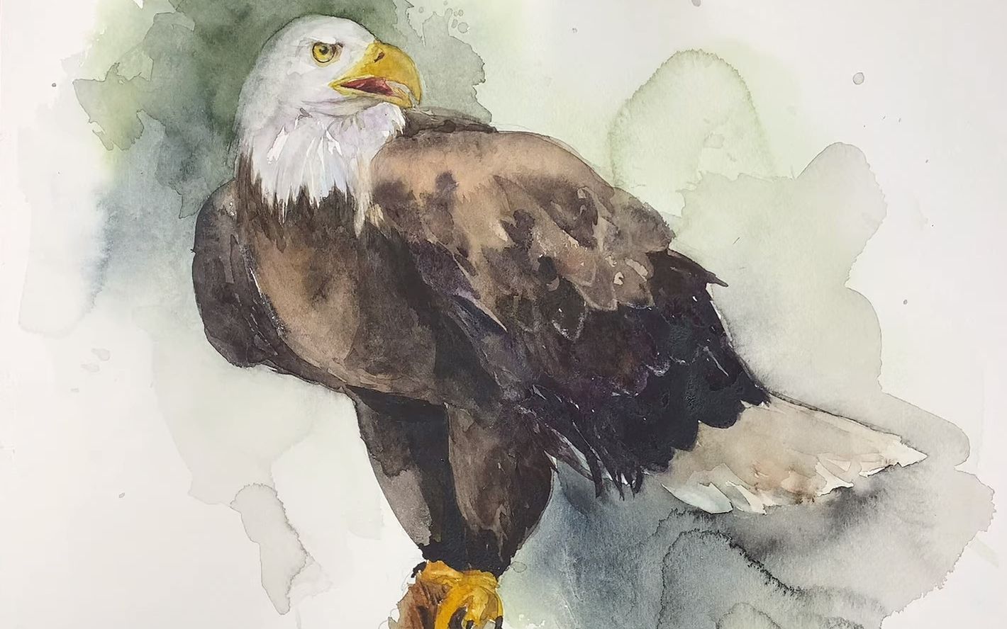 【水彩】鹰的画法