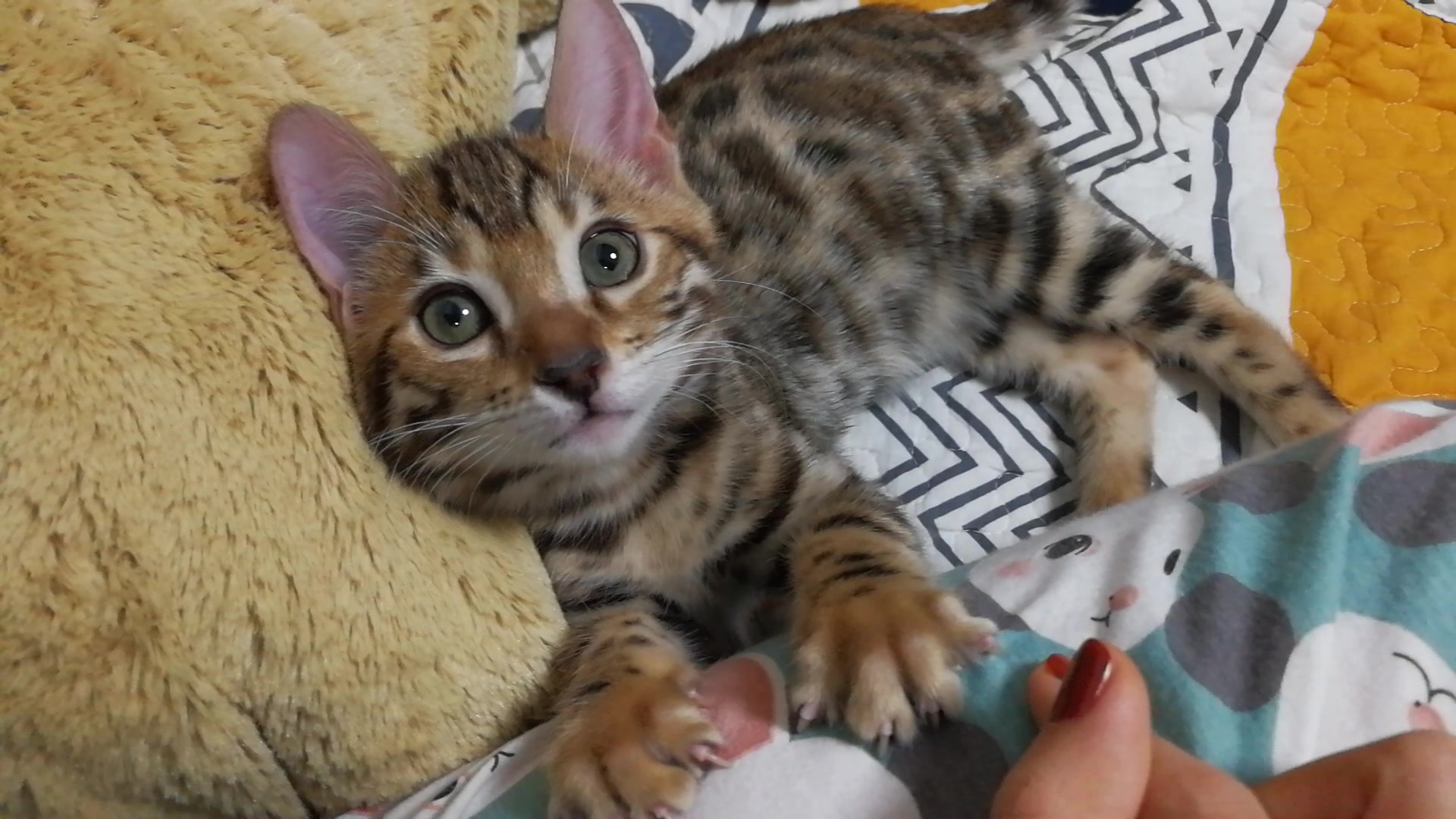 【豹猫琥珀】踩奶奶 撒娇娇 要亲亲抱抱举高高,你嫉妒了嘛( `▽′)ψ