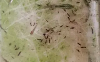 碧伟蜓幼虫集体开餐