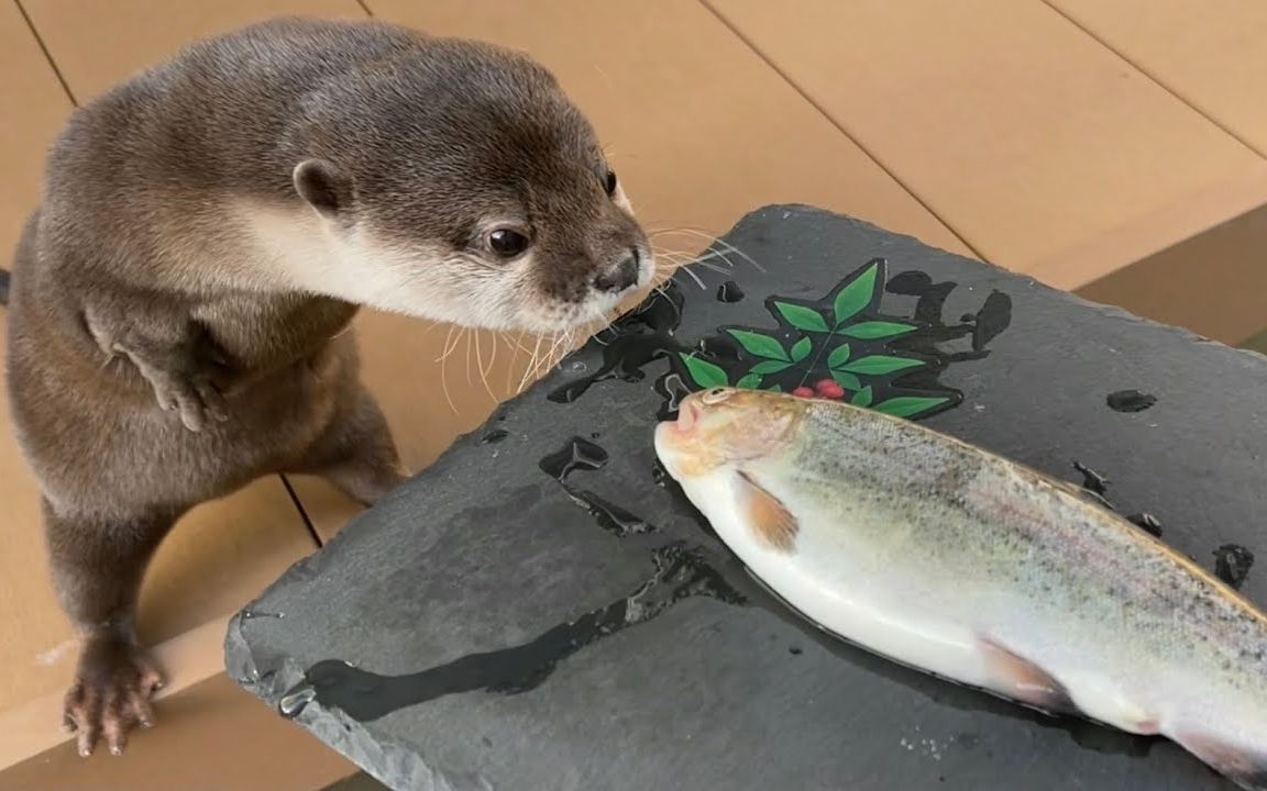 [图]干饭干饭！瞬间就能干完一条鱼的水獭【小樱花和小年糕】