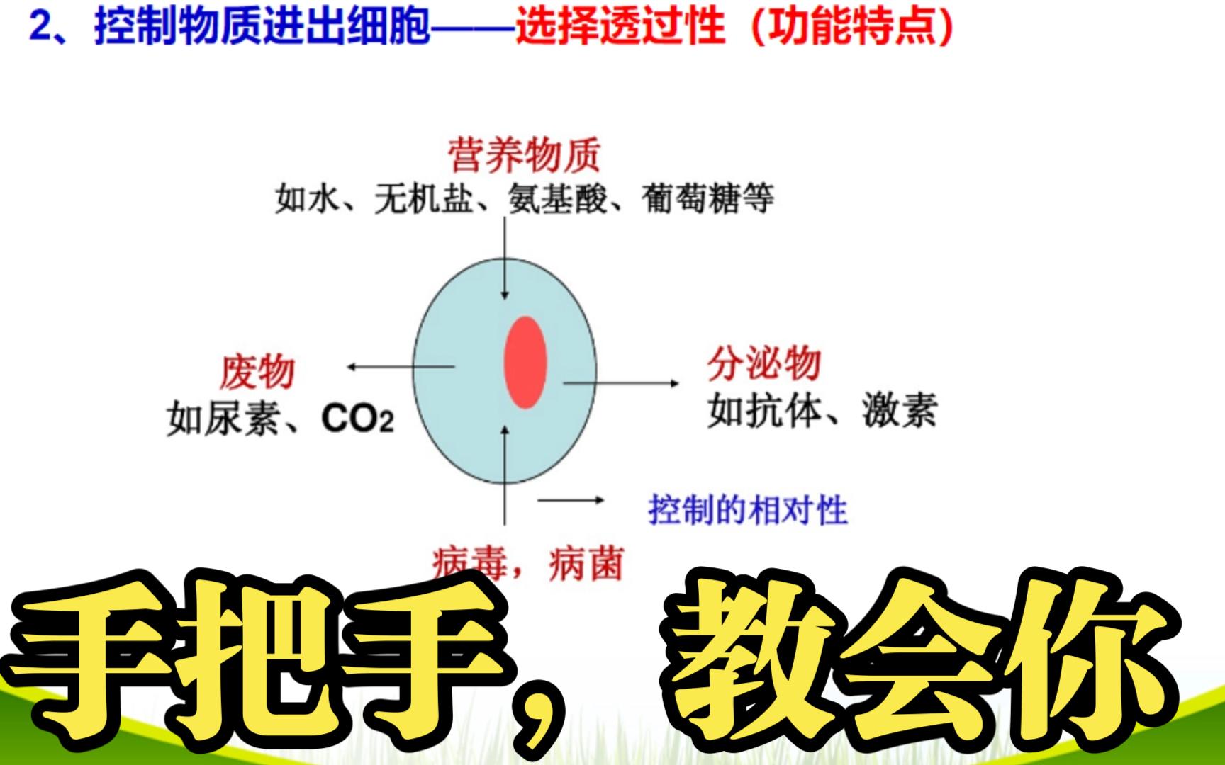 超明白!细胞膜、细胞壁的功能!哔哩哔哩bilibili