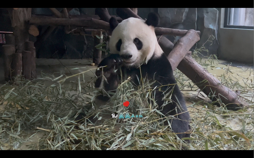 帅气的迎迎球〖大熊猫迎迎〗_哔哩哔哩_bilibili