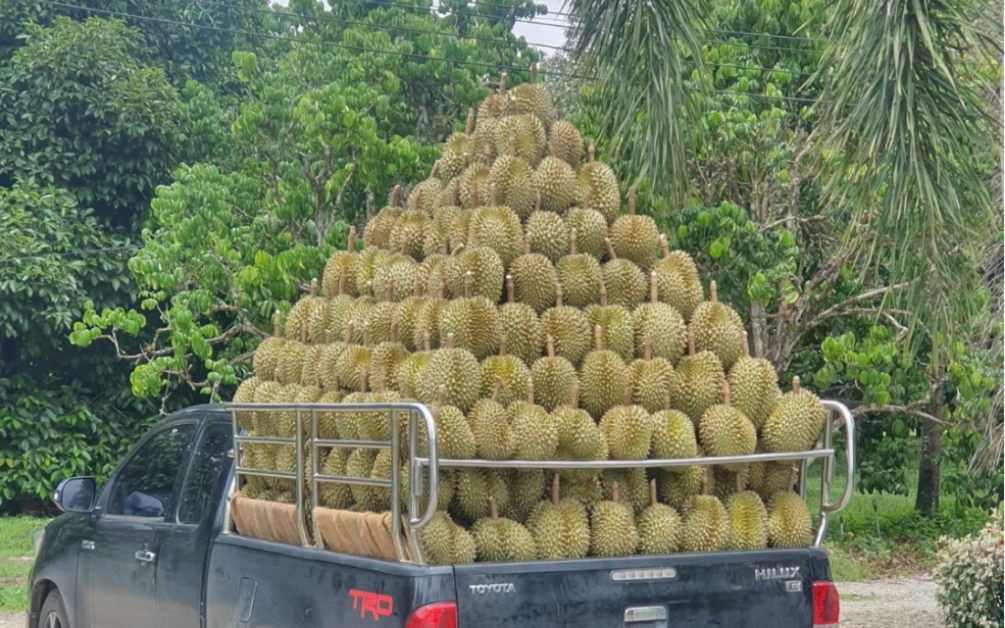 缅甸榴莲_哔哩哔哩_bilibili