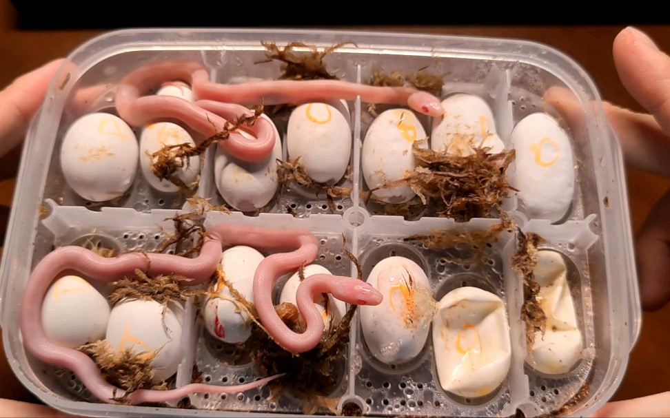 干净卫生的小玉米蛇出壳了