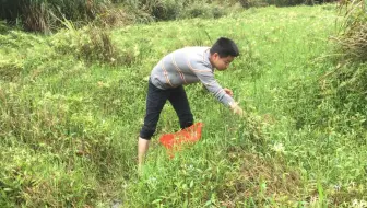 这里的金银花实在是太多，小伙轻松一摘就是一大袋，这收获真满意