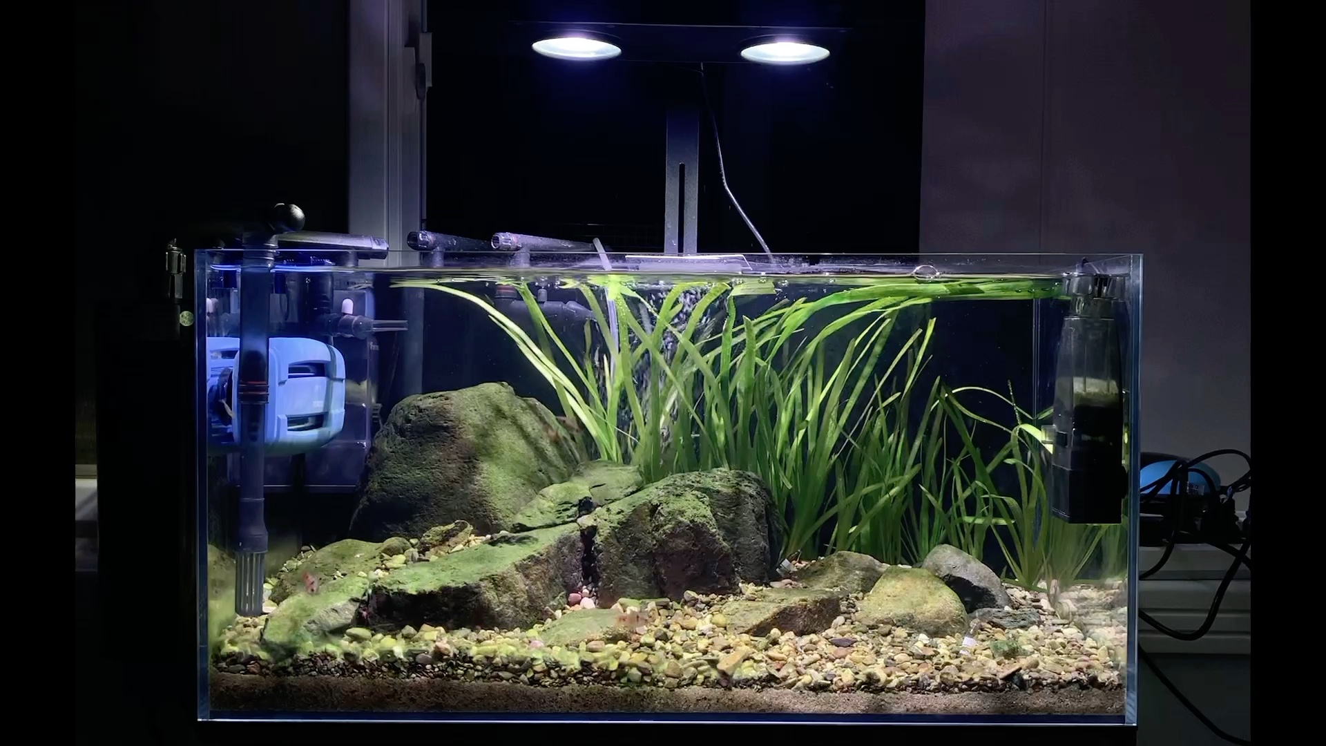 60原生缸 溪流缸.想买鱼想买鱼,买个鱼太难了啊!