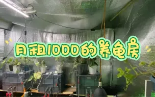 Tải video: 月租1000元的养龟房