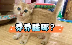 下载视频: 大古和他的猫｜放出来第一晚乔乔睡哪呢？