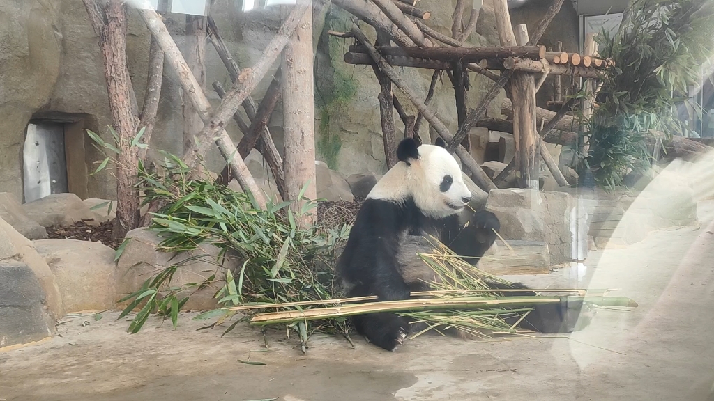 成年大熊猫图片