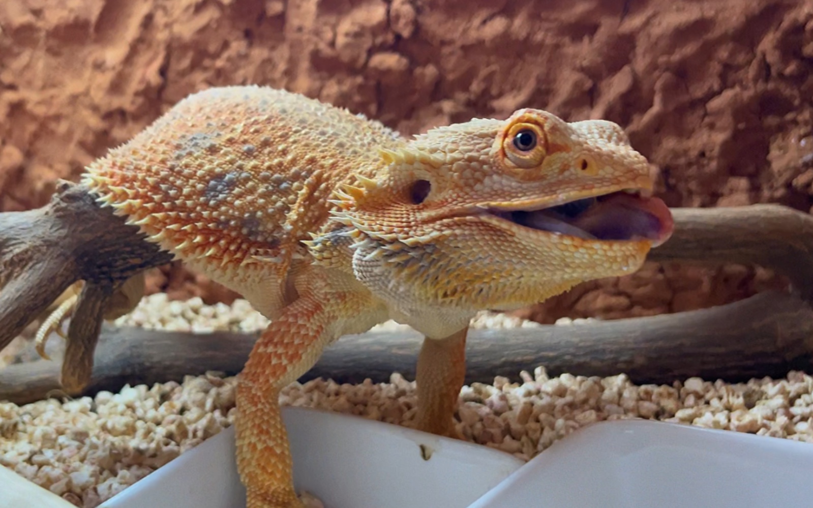 鬃狮蜥吃虫子录像