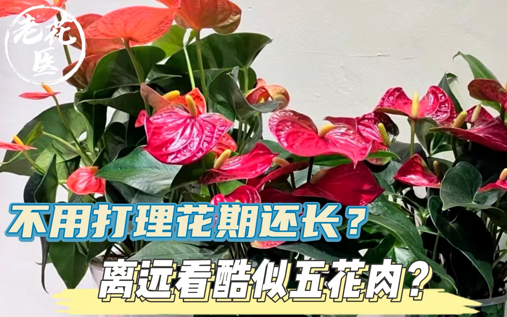 不用打理花期还长?离远看酷似五花肉?火鹤养护教学!哔哩哔哩bilibili