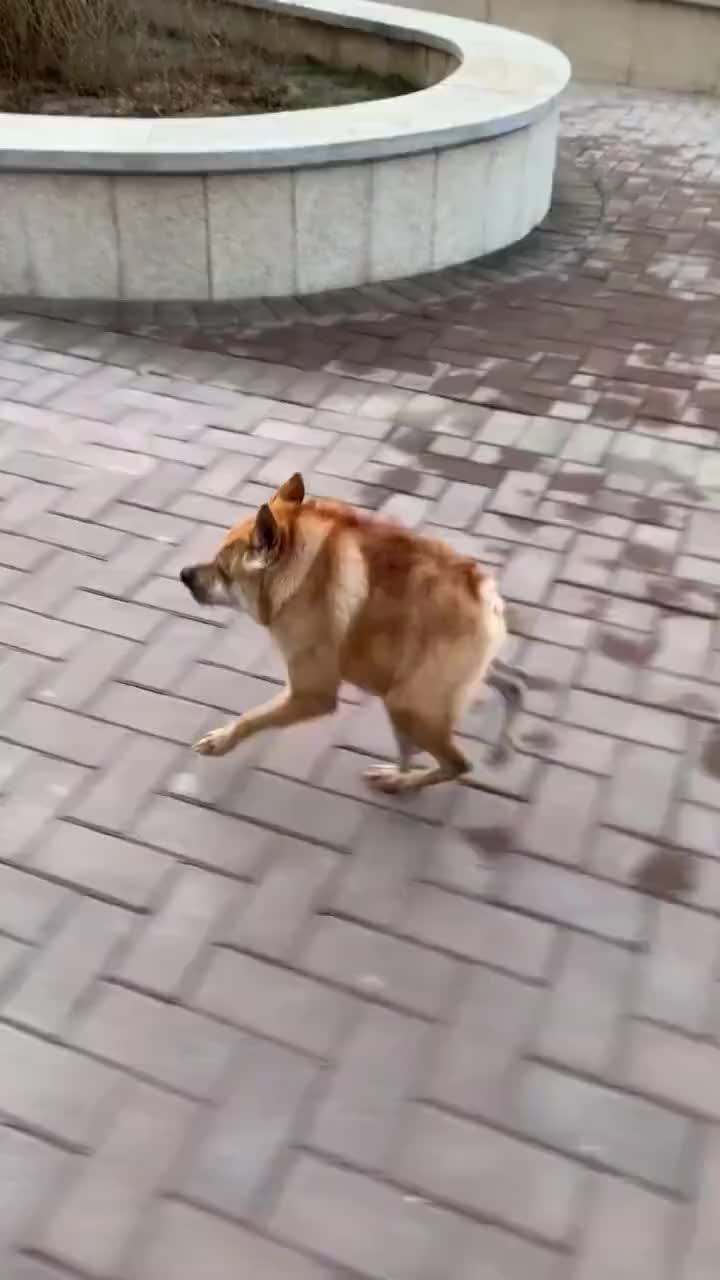 短一半截的狗每次看到都想笑这是一条除了短半截而其它一切正_哔哩