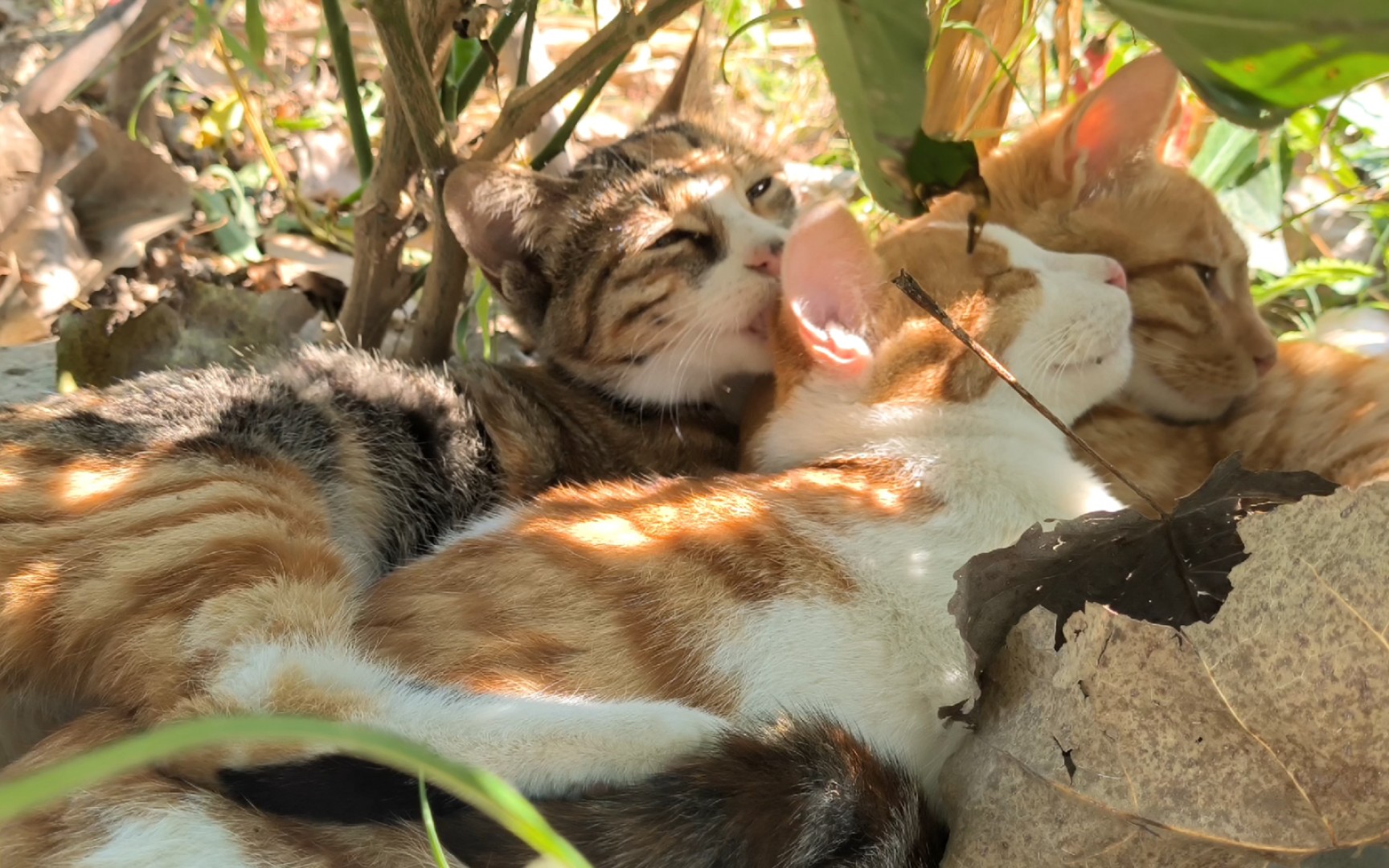 [图]猫咪的秘密基地