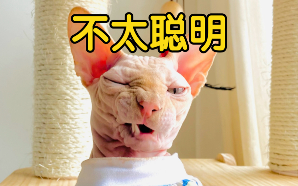 这只无毛猫好像不太聪明的亚子