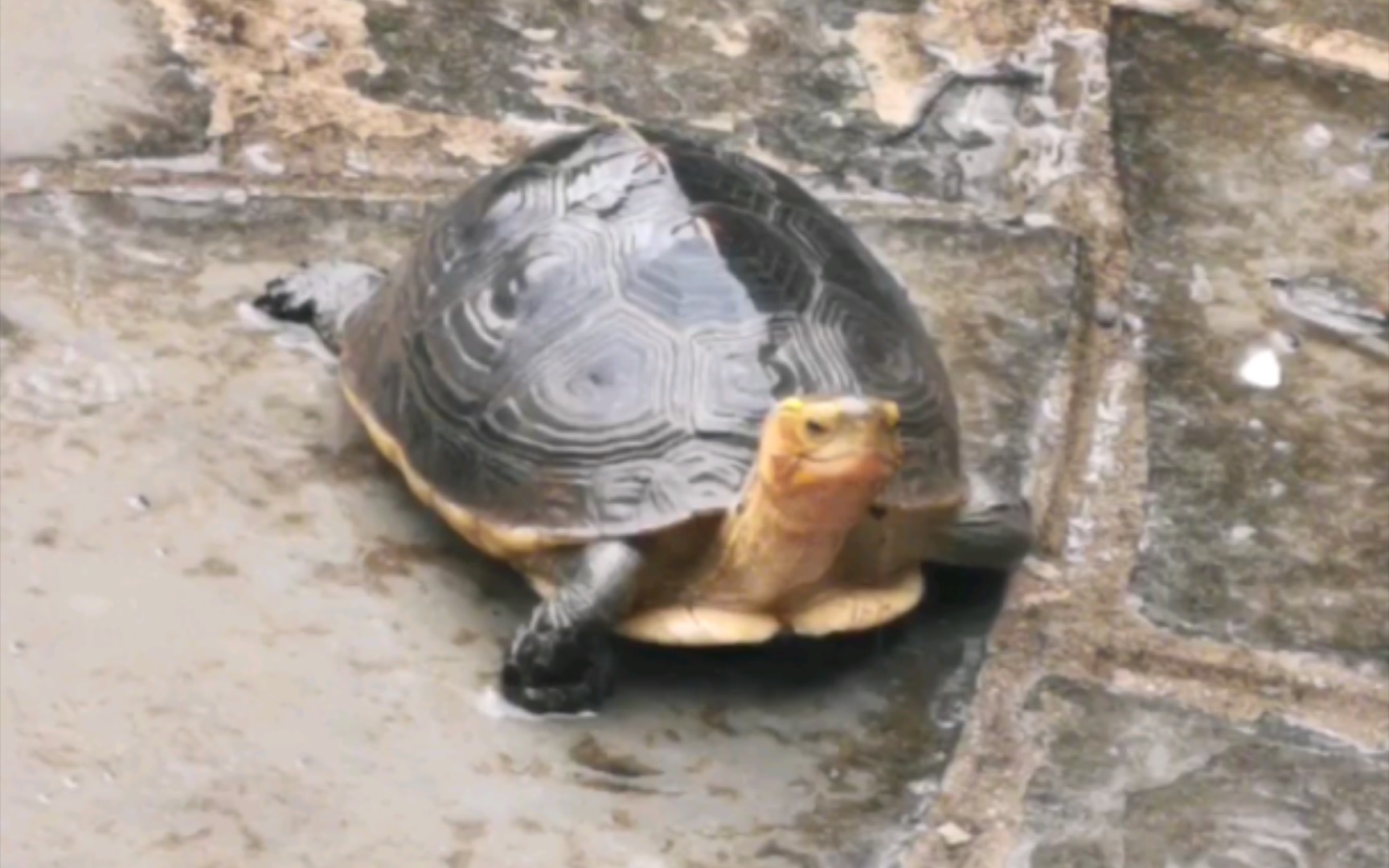 [图]雨中黄缘最快乐